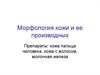 Морфология кожи и ее производных