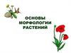 Основы морфологии растений