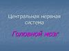 Центральная нервная система