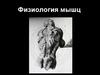 Физиология мышц