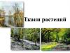 Ткани растений