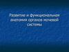 Развитие и функциональная анатомия органов мочевой системы