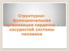 Структурно-функциональная организация сердечно -сосудистой системы человека