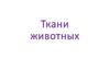 Ткани животных. (Лекция 4)