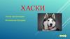 Описание породы хаски