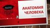 Анатомия человека