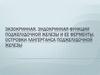 Экзокринная, эндокринная функции поджелудочной железы и ее ферменты. Островки Лангерганса поджелудочной железы