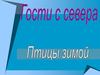 Гости с севера. Птицы зимой