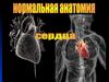Сердце. Нормальная анатомия сердца