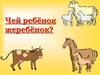Чей ребёнок жеребёнок?