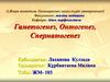 Гаметогенез. Онтогенез. Сперматогенез