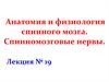 Анатомия и физиология спинного мозга. Спинномозговые нервы