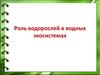 Роль водорослей в водных экосистемах