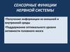 Сенсорные функции нервной системы