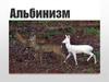 Альбинизм. Типы альбинизма