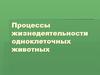 Процессы жизнедеятельности одноклеточных животных