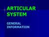 Articular system