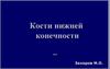 Скелет. Кости нижней конечности