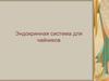 Эндокринная система
