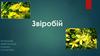 Звіробій. Ботанічні характеристики