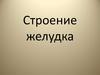 Строение желудка