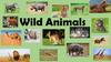 Wild Animals
