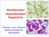 Микобактерии. Коринебактерии. Бордетеллы