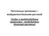 Грибы и грибоподобные организмы - возбудители болезней растений. (Лекция 7)