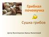 Грибная почемучка. Сушка грибов