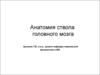 Анатомия ствола головного мозга