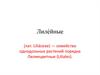 Лилейные (лат. Liliáceae) — семейство однодольных растений порядка Лилиецветные (Liliales)