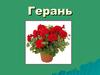 Герань. Краткая характеристика растения