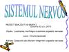 Sistemul nervos