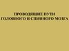 Проводящие пути головного и спинного мозга
