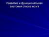 Развитие и функциональная анатомия ствола мозга