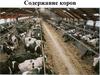 Содержание коров