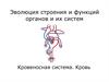 Кровеносная система. Кровь