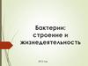 Бактерии: строение и жизнедеятельность