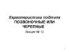 Характеристика подтипа позвоночные или черепные. (Лекция 12)