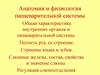 Анатомия и физиология пищеварительной системы