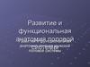 Развитие и функциональная анатомия половой системы