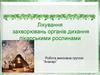 Лікування захворювань органів дихання лікарськими рослинами