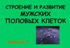 Строение и развитие мужских половых клеток