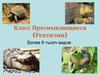 Класс Пресмыкающиеся (Рептилии)