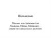 Пальмовые. Пальмы, или Арековые (лат. Arecáceae, Pálmae, Palmáceae) — семейство однодольных растений