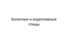 Болотные и водоплавающие птицы