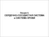Сердечно-сосудистая система и система крови