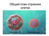 Общий план строения клетки