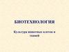 Культура животных клеток и тканей