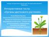 Интерактивные тесты «Органы цветкового растения»
